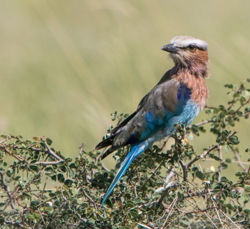 European Roller is similar in color to our Bluebird.